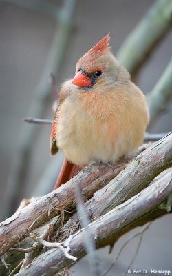 Resting lady Cardinal