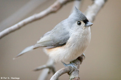 Titmouse at rest
