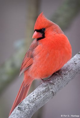 Cardinal in the cold