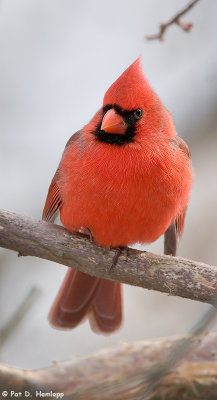 Cardinal relaxing