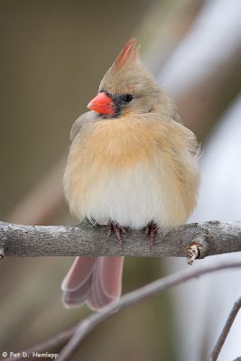 Female Cardinal at rest