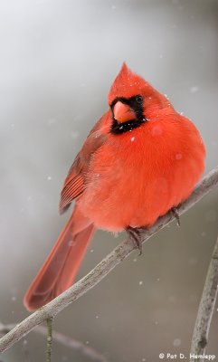 Red through the snow