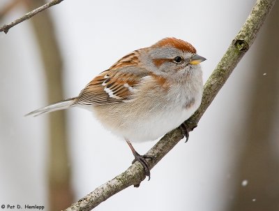 Winter Tree Sparrow