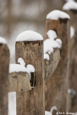 Snowy fenceline