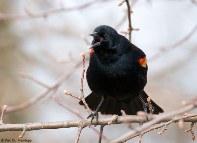 Loud Blackbird
