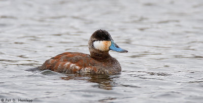 Ruddy Duck