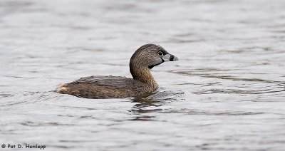 Pied-billed Grebe