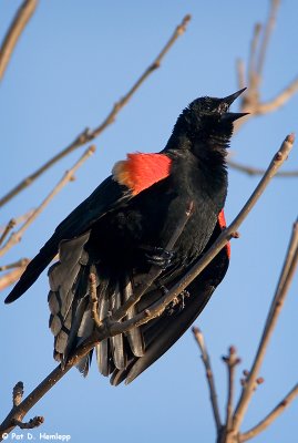 Loud Blackbird