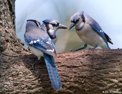 A meeting of Jays