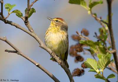 Early-morning Warbler