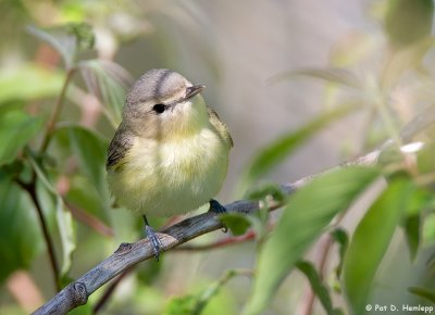 Philadelphia Vireo