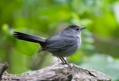 Catbird in the forest