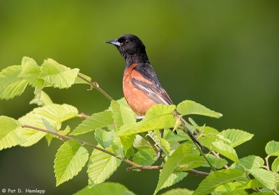 Oriole profile