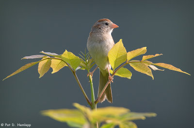 Symmetrical perch