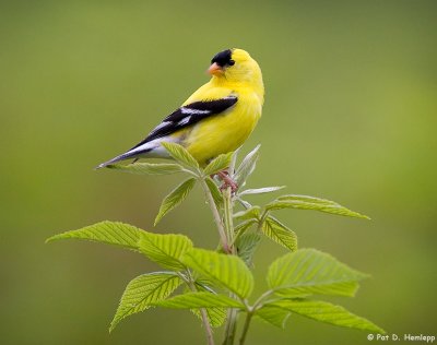 Goldfinch on top