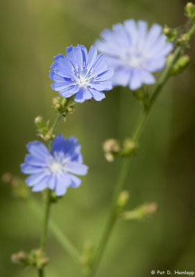 Blue wildflowers