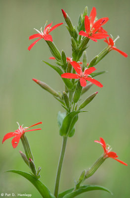 Red wildflowers