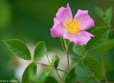 Pink wildflower