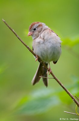 Isolated Sparrow