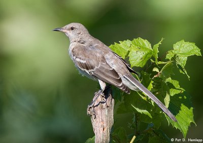 Mockingbird posing