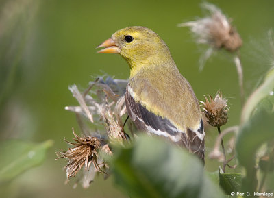 Goldfinch up close