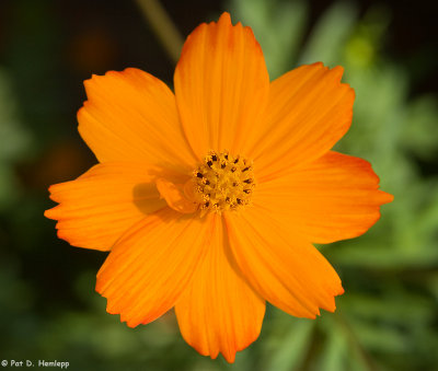 Orange cosmos