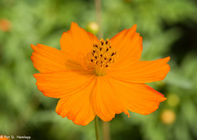 Orange and green