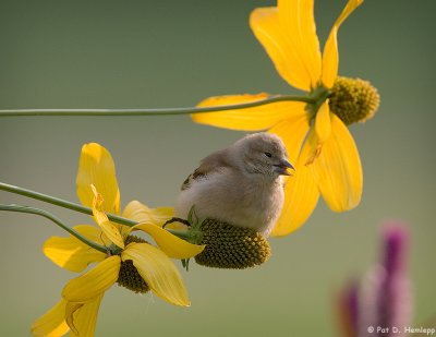 Young finch at rest