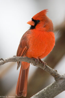 Gazing Cardinal