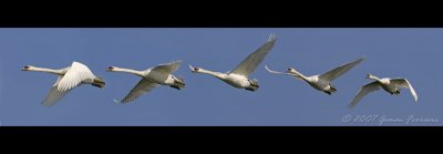 swans_800.jpg