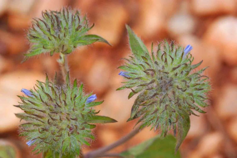 Flower heads  6204