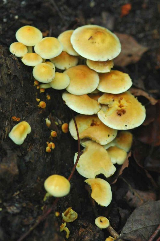 Mushrooms on stump 2147