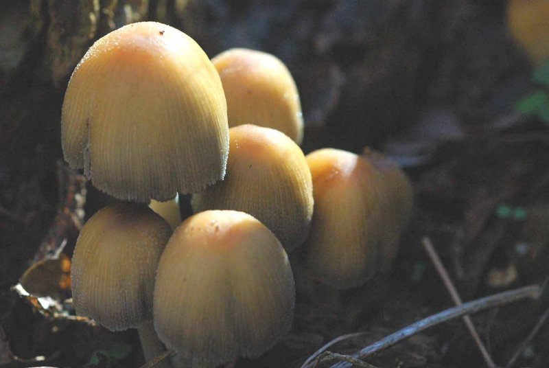 Mushrooms 2681