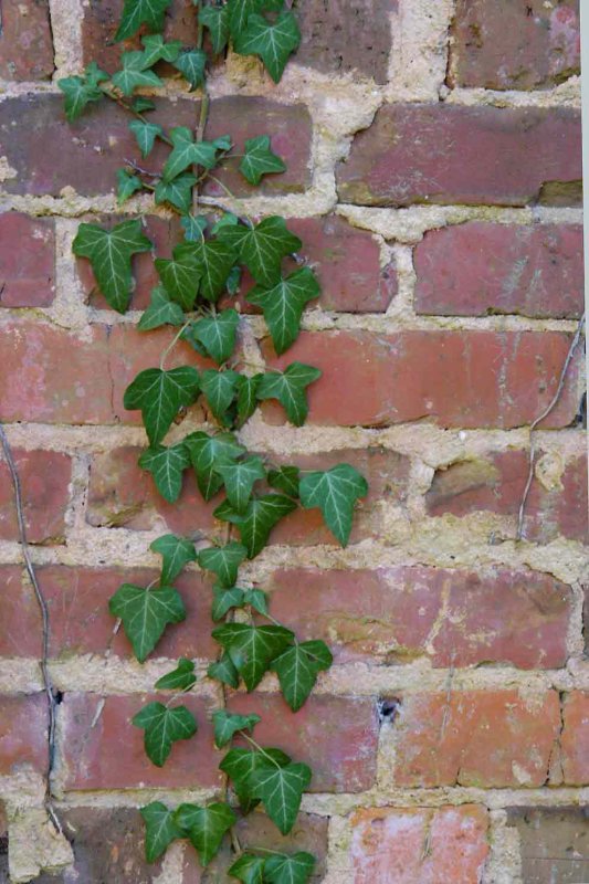 Ivy on brick 6340