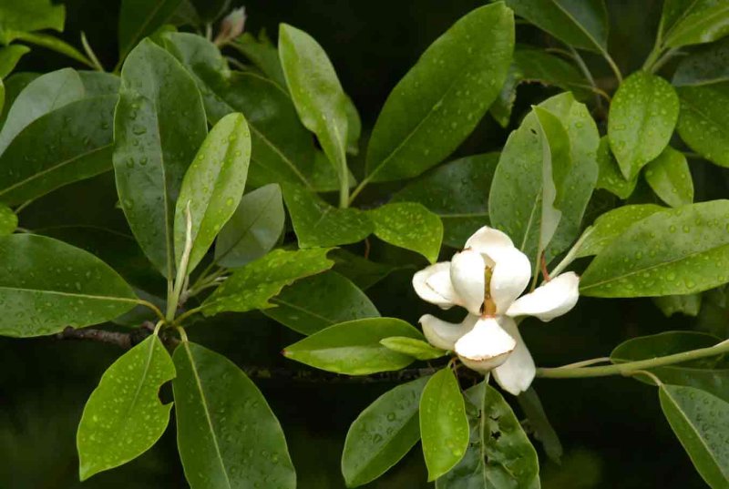 Rain magnolia 6913