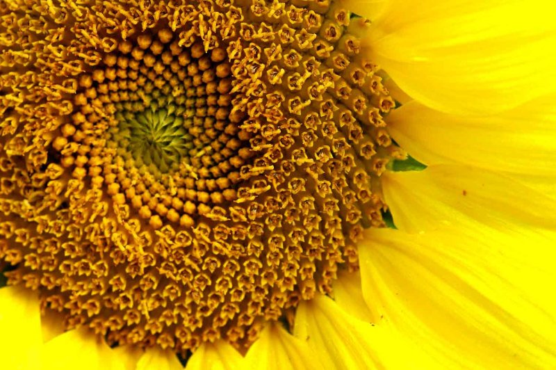 Sunflower 2749