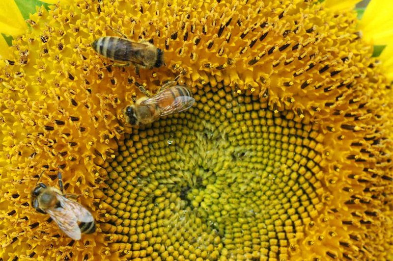 Honeybees 2788