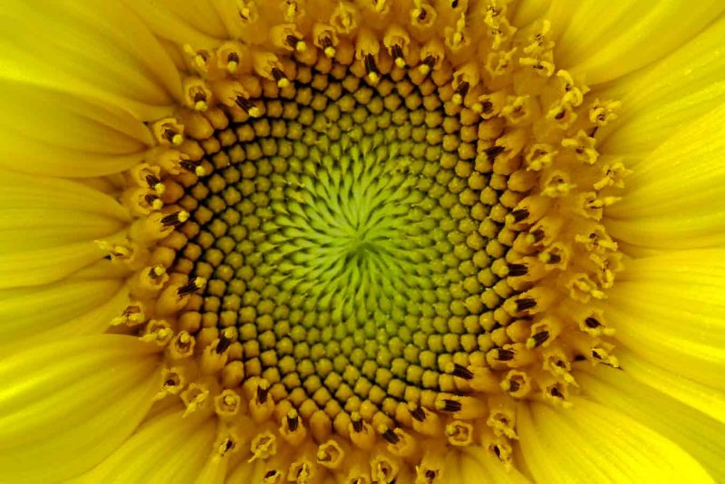 Fibonacci 2751