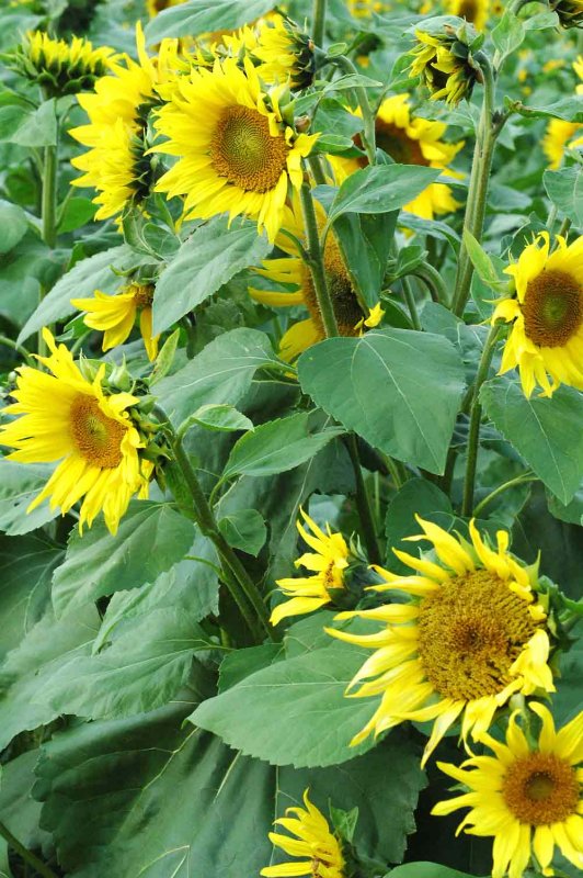 Sunflowers 2776