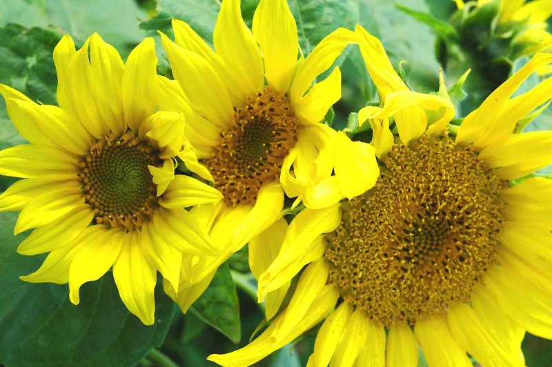 Sunflowers  2764