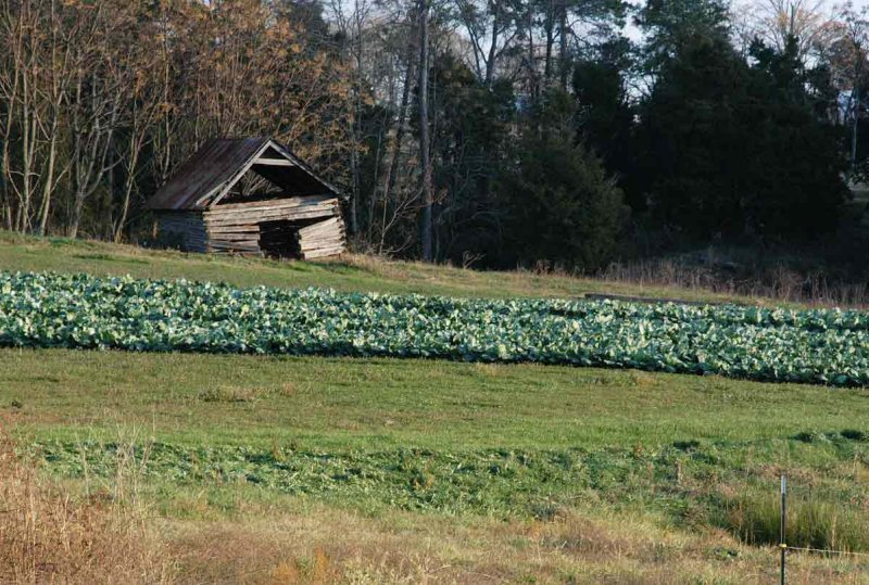 12  Shed and Collards  7604