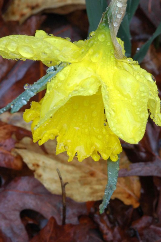 14 Daffodil in Rain 4558
