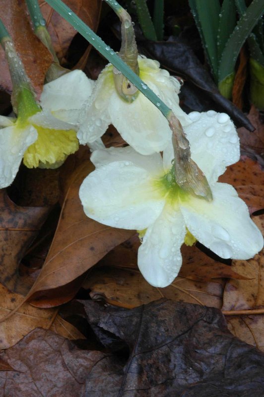 Daffodils in morning rain 4543