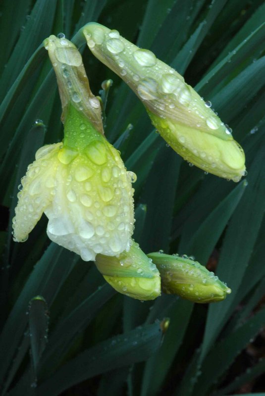 Daffodils in morning rain 4541