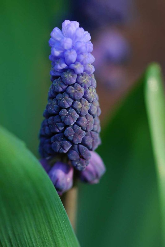 Grape hyacinth 4962