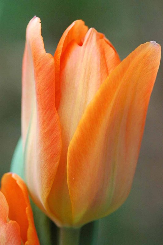 30 Orange tulip 5400