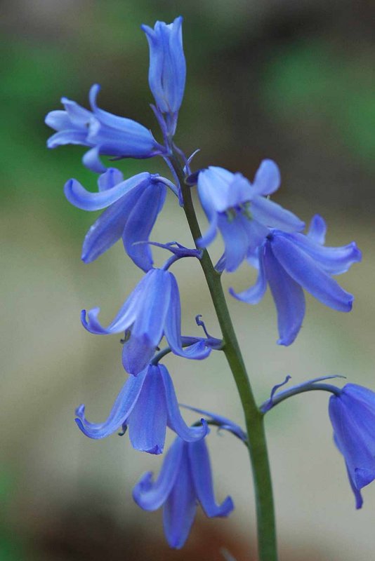 Blue bells 4996