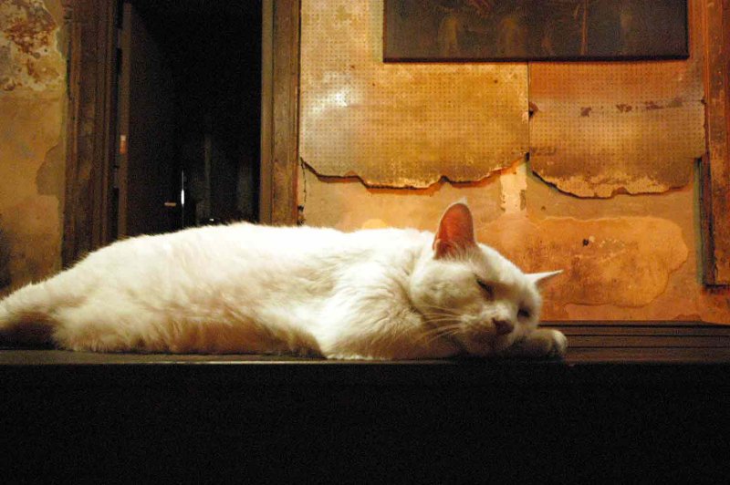 NO8940 The Preservation Hall Cat