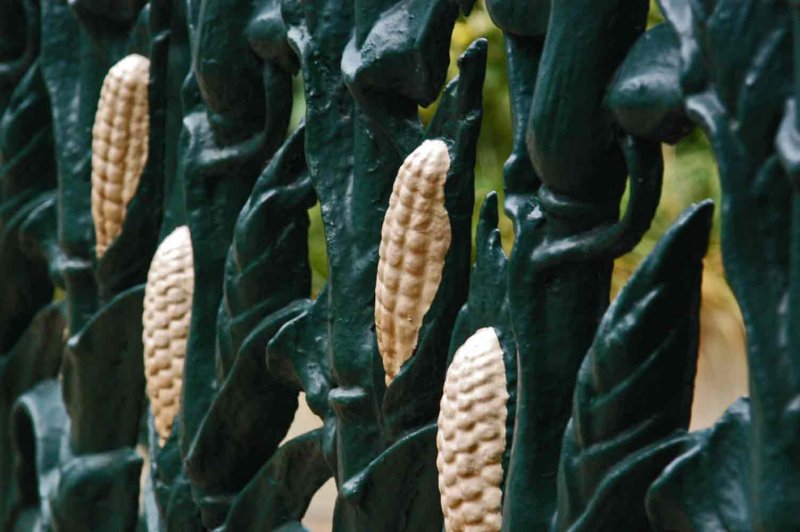 NO9550 Famous corn fence