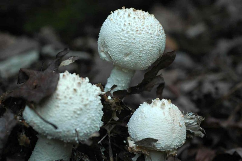 Mushrooms in a dark woods 7068